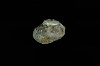 藏品(瘤珠螺)的圖片